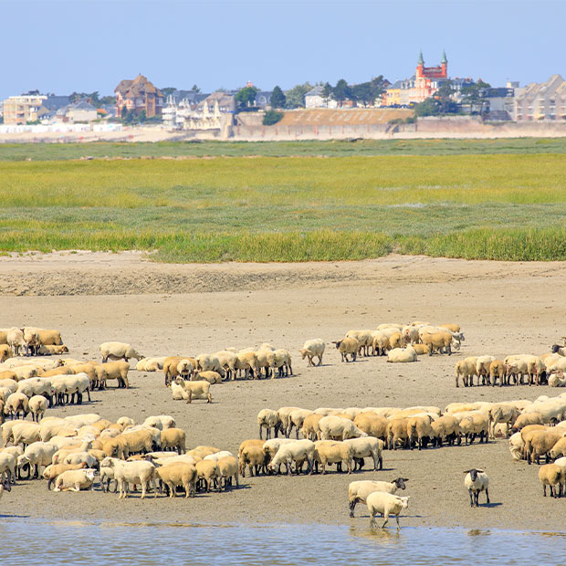 visiter la baie de somme